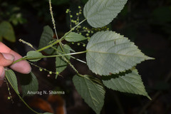 Acalypha paniculata
